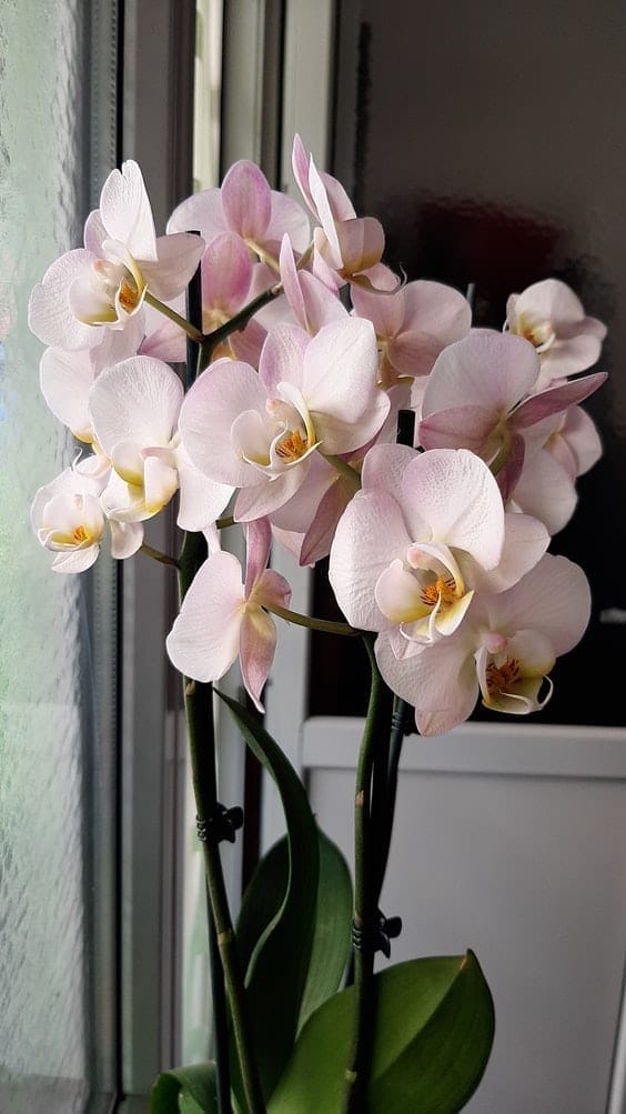 orchid-3